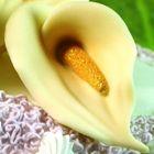 Calla