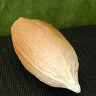 Frutto del cacao medio