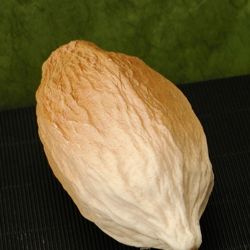 Stampo Frutto del cacao grande