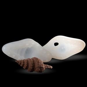Stampo Conchiglia Ranella Olearium