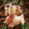 Stampo Scottish Terrier Cane Curioso
