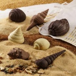 Stampi Conchiglie e Stelle marine